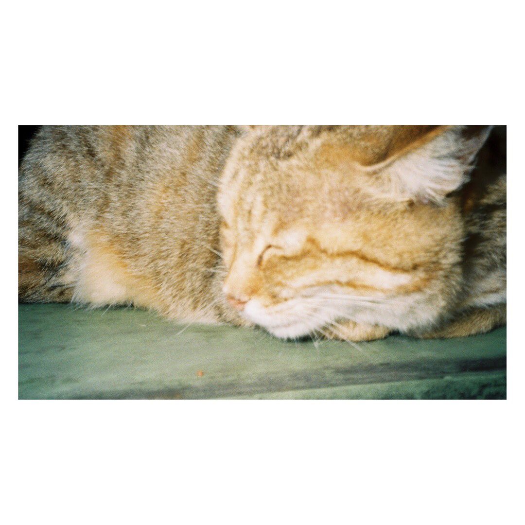 正解はわからんが、12月にだいすきな人たちと台湾行ってて良かったし、1月のFSRでもみんなに会えて嬉しかったし、2月はplums東京一緒に行ってて良かったと思える〜（日々）