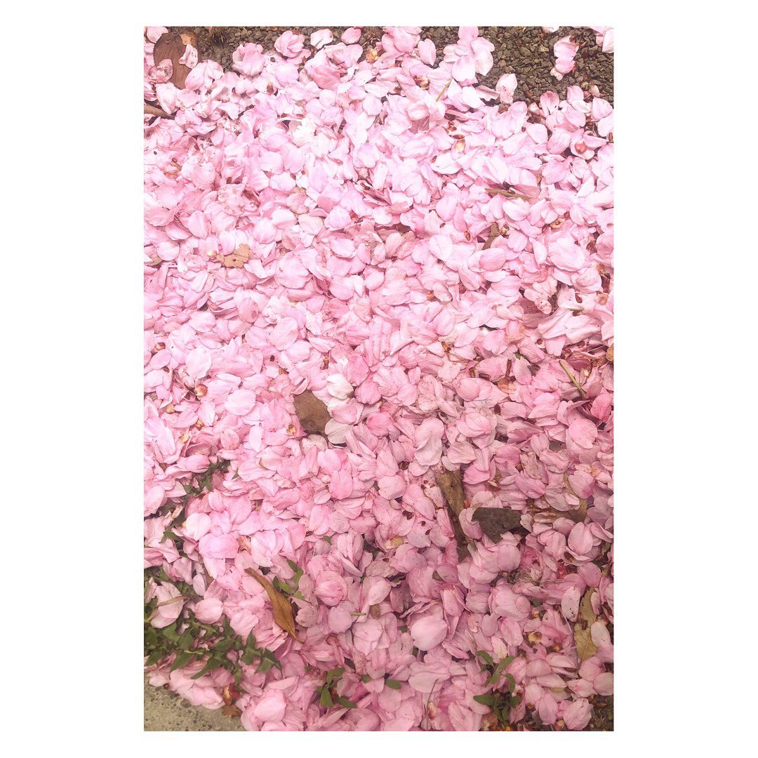 Photo（日々）