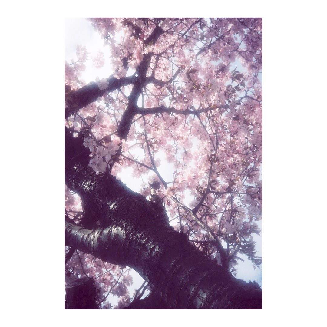 現像しました（日々）