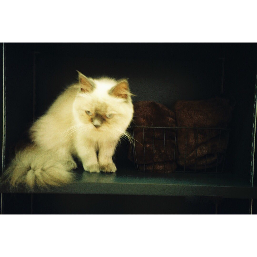 １つの大きい部屋に飼われるネコ（日々）
