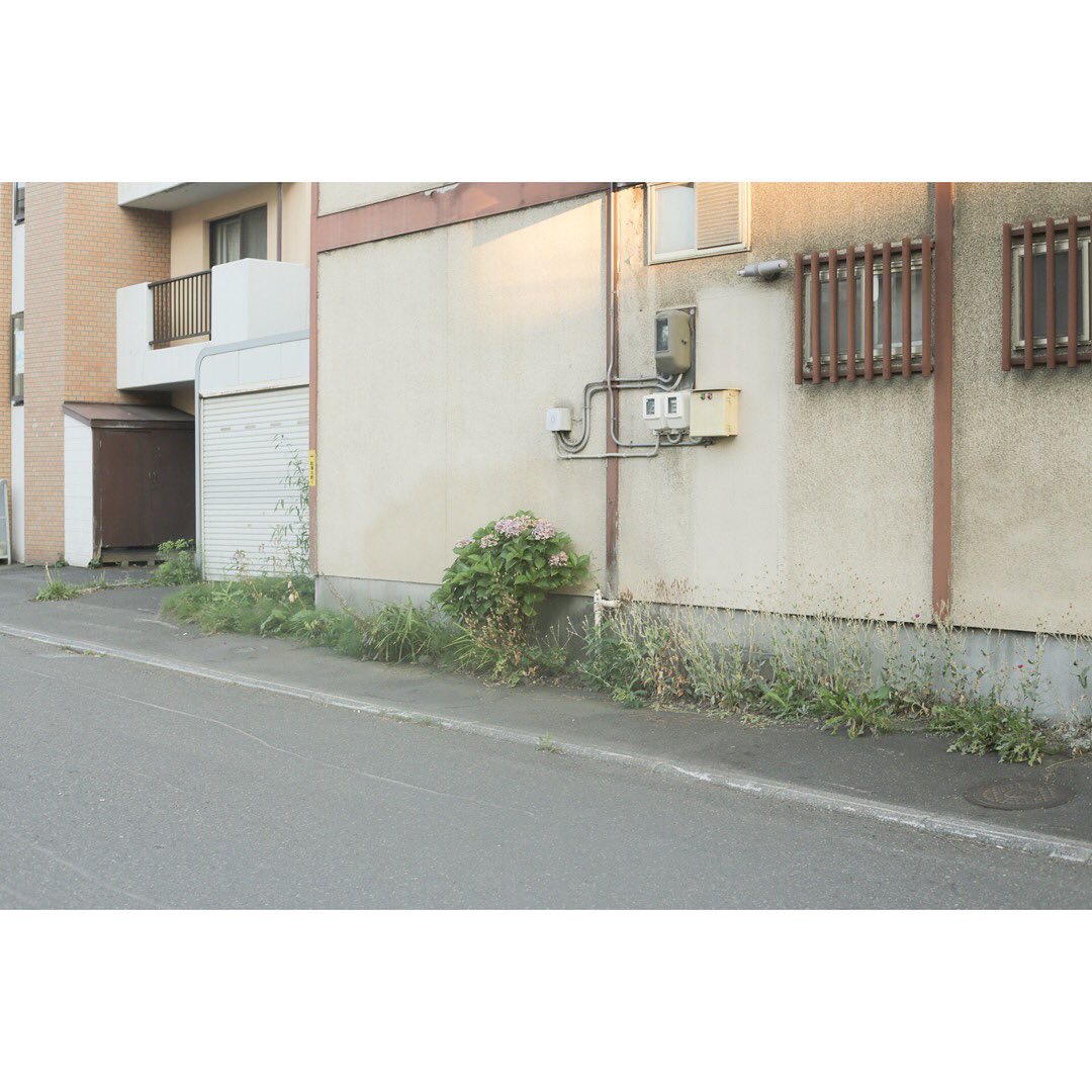 紫陽花のオンパレード（日々）