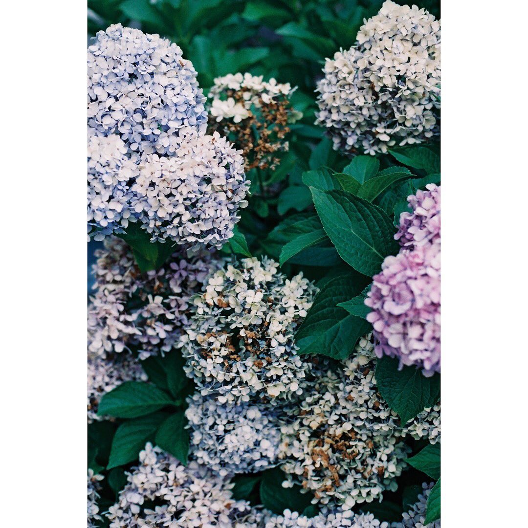 紫陽花撮りすぎ（日々）