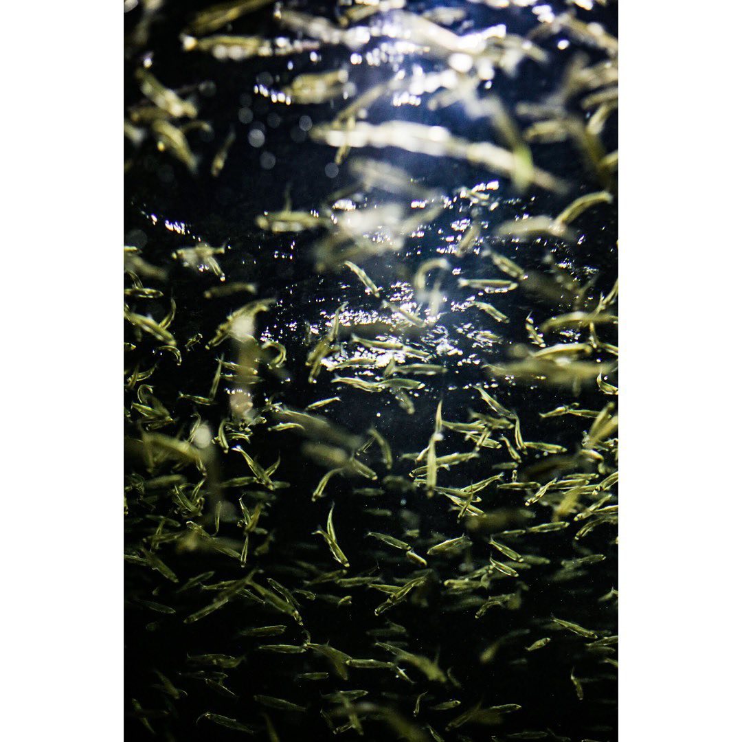 魚たち（日々）