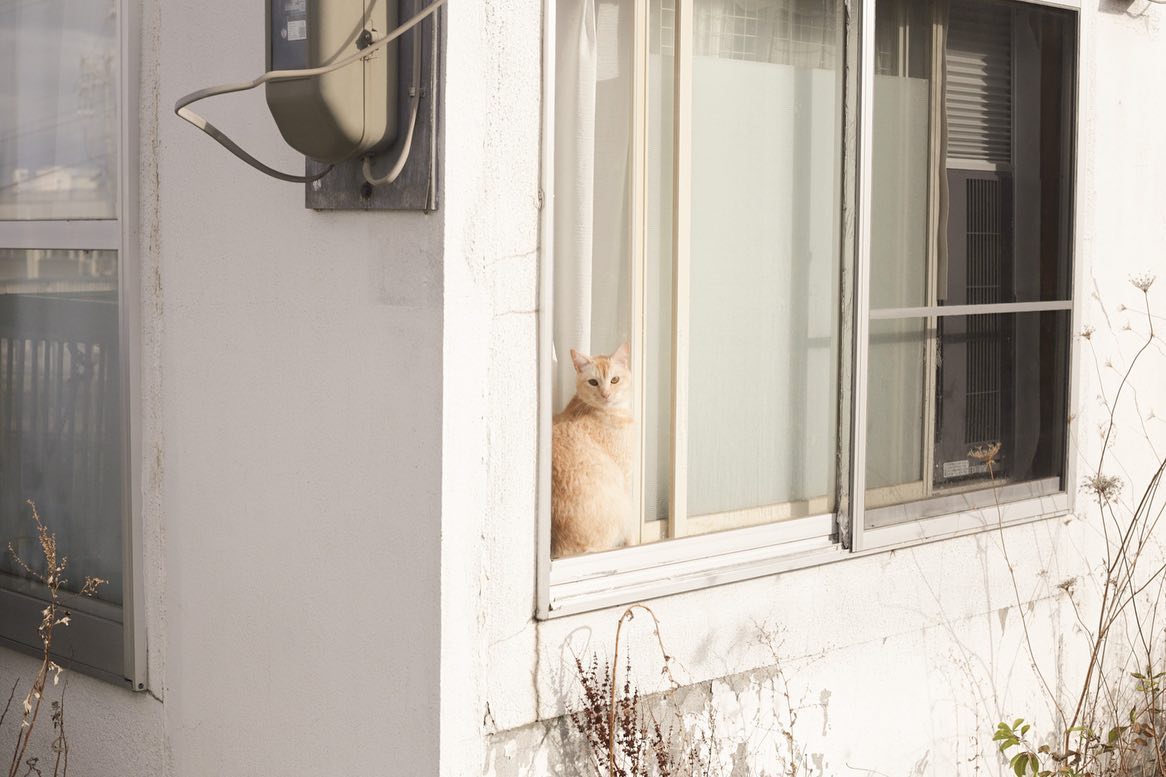 猫にも会うしキツネにも会う人生（日々）
