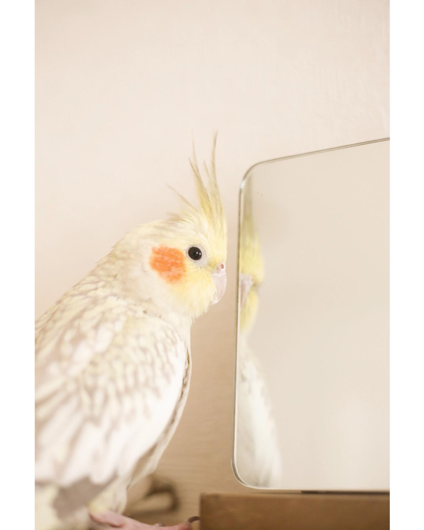 マサムネ(おんなのこ)（日々）