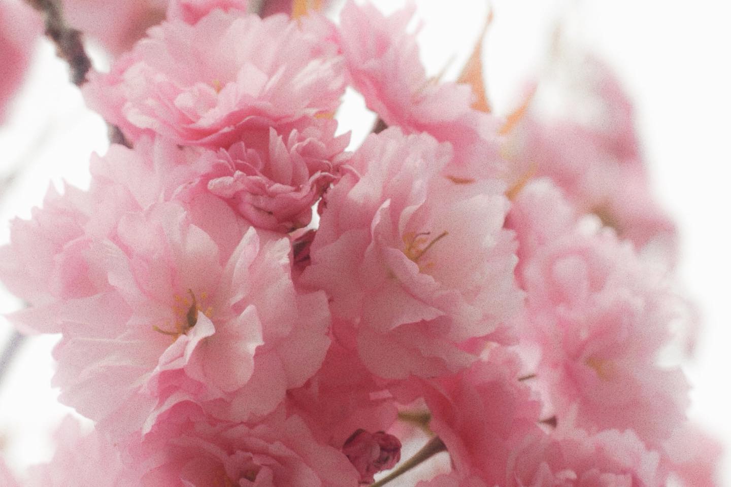 どんより天気と八重桜（日々）