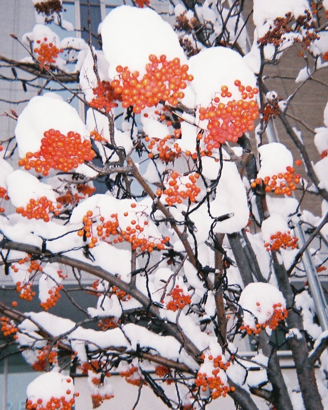 ちょっと雪本気出しすぎなのでは（日々）