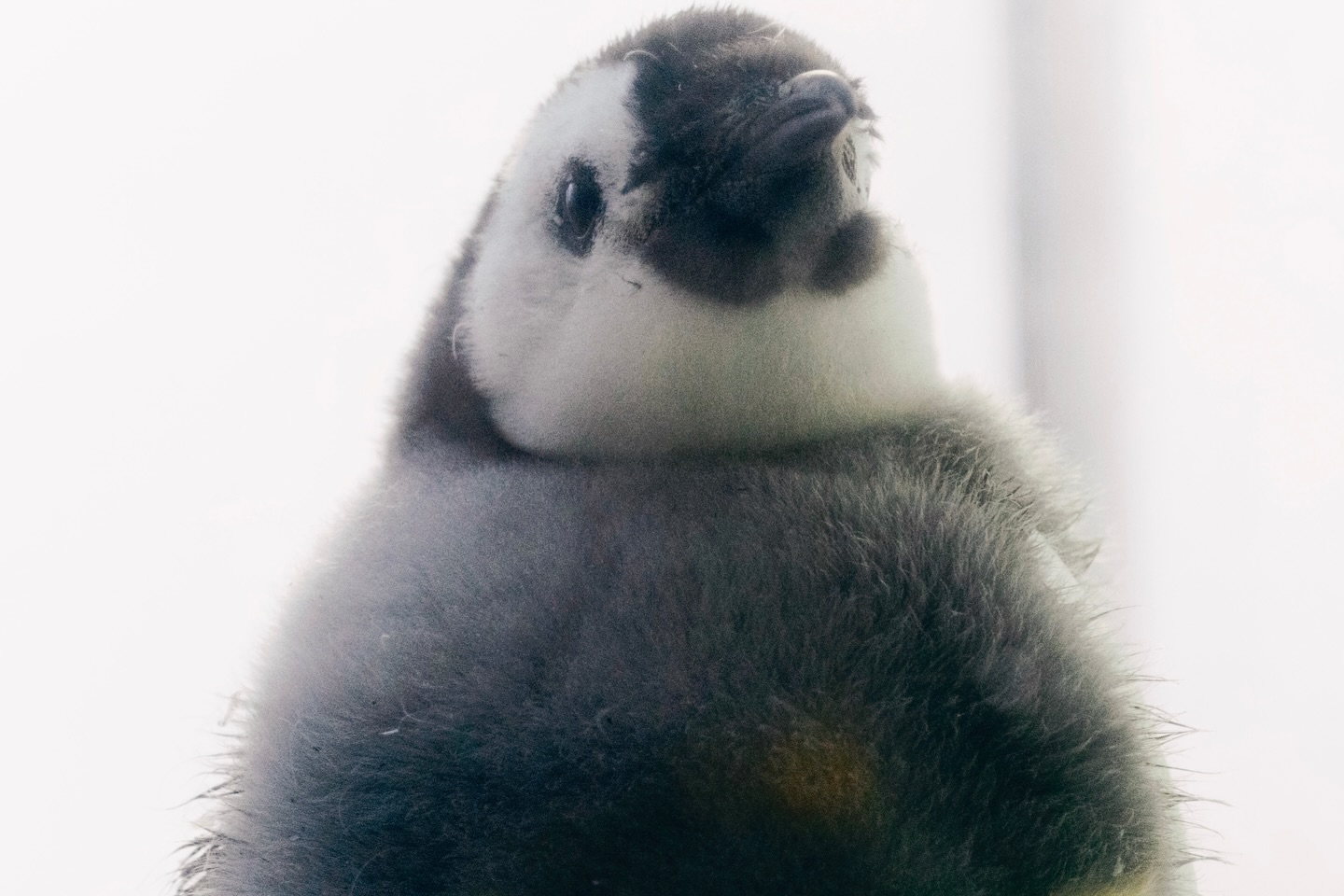 推しのペンギン